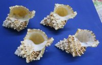 Giant Frog Shells  <font color=red>Wholesale</font> Bursa Bubo 3 to 6 inches - Case: 48 @ $2.10 each