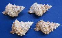 Giant Frog Shells  <font color=red>Wholesale</font> Bursa Bubo 3 to 6 inches - Case: 48 @ $2.10 each