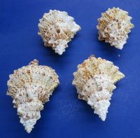 Giant Frog Shell, Bursa Bubo 6 to 8 inches - 12 @ $7.20 each