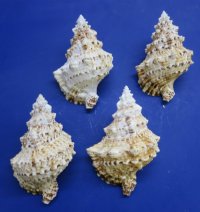 Giant Frog Shell, Bursa Bubo 6 to 8 inches - 12 @ $7.20 each