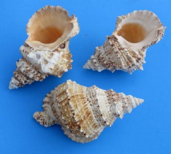 Giant Frog Shell, Bursa Bubo 8 inches - $11.20 each