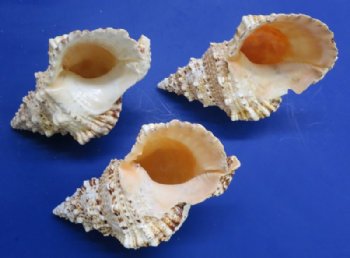 9 to 9-7/8 inches Giant Frog Shell, Bursa Bubo - $15.20 each