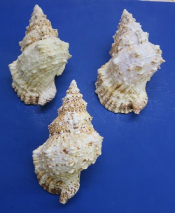 9 to 9-7/8 inches Giant Frog Shell, Bursa Bubo - $15.20 each