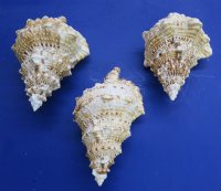 Giant Frog Shell, Bursa Bubo 8 inches - $11.20 each