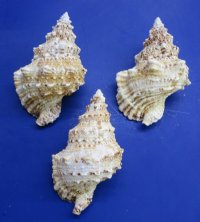 Giant Frog Shell, Bursa Bubo 8 inches - $11.20 each