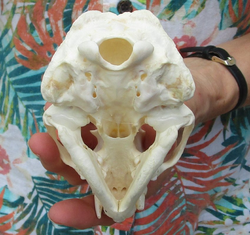 North American Otter Skull measuring 4-1/2 inches by 2-7/8 inches