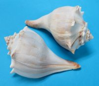 4-3/4 to 5-1/2 inches Atlantic Knobbed Whelk Shells <font color=red>Wholesale </font> - 60 pcs @ $1.53 each