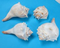 4-3/4 to 5-1/2 inches Atlantic Knobbed Whelk Shells <font color=red>Wholesale </font> - 60 pcs @ $1.53 each