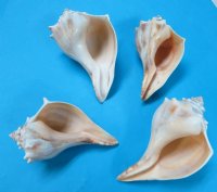 4-3/4 to 5-1/2 inches Atlantic Knobbed Whelk Shells <font color=red>Wholesale </font> - 60 pcs @ $1.53 each