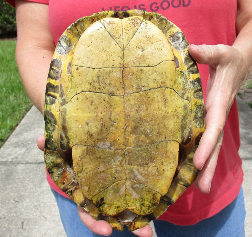 10 inch River Cooter Turtle Shell for sale.