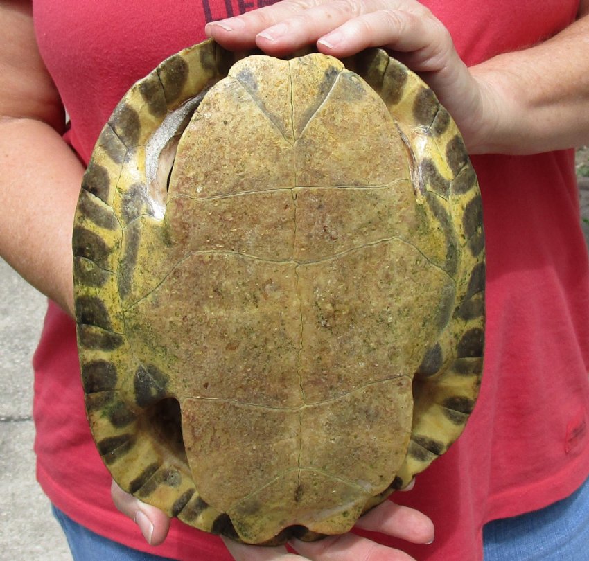 10 inch River Cooter Turtle Shell for sale.