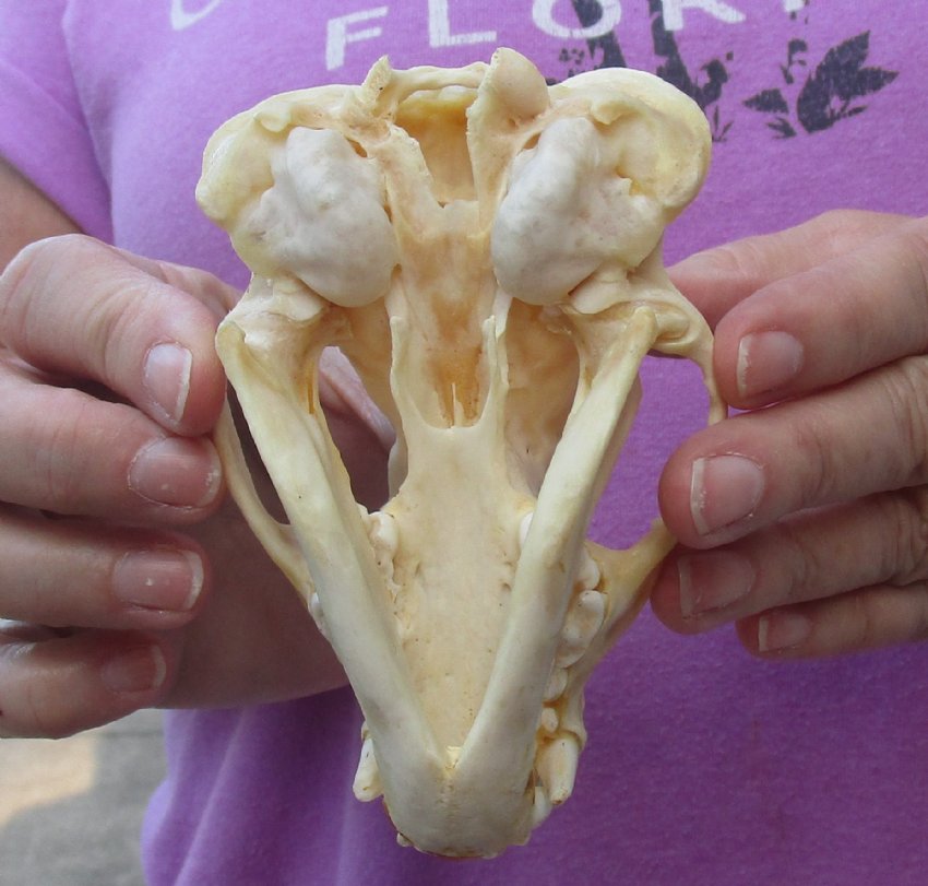 4-3 4 Inch Real North American Badger Skull For Sale