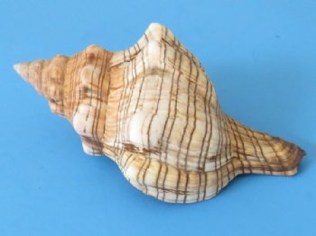 Trapezium Horse Conch Shells, Fox Conchs, 4 to 4-7/8 inches - 10 @: $1.08 each; 50 @ .96 each