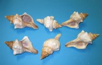 Trapezium Horse Conch Shells, Fox Conchs, 4 to 4-7/8 inches - 10 @: $1.08 each; 50 @ .96 each