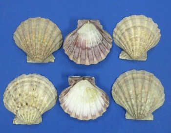 Brown Giant Lion's Paw Scallop Shells 5 inches <font color=red> Wholesale</font> - Case: 110 @ $1.80 each