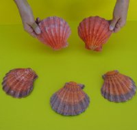 5 to 5-1/2 inches Orange Giant Lion's Paw Shell for Sale, - 6 @ $3.75 each; 12 @ $3.05 each  