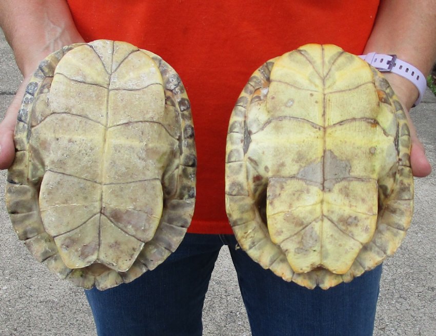 2 River Cooter Turtle Shells for Sale 7-1/2 and 7-3/4 inches long