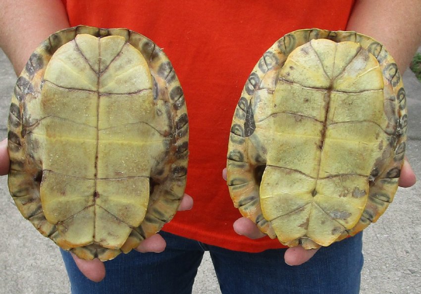 2 River Cooter Turtle Shells 7 inches and 7-3/8 inches long