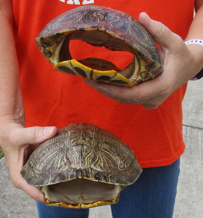 2 Empty Red Eared Slider Turtle Shells 8-1/4 and 8-1/2 inches long