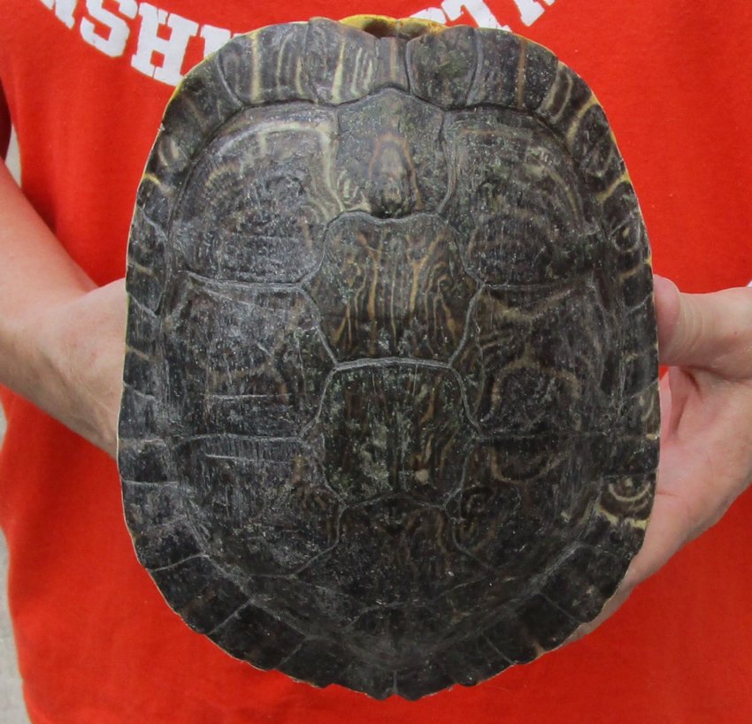 7-3/8 inch River Cooter Turtle Shell for sale.