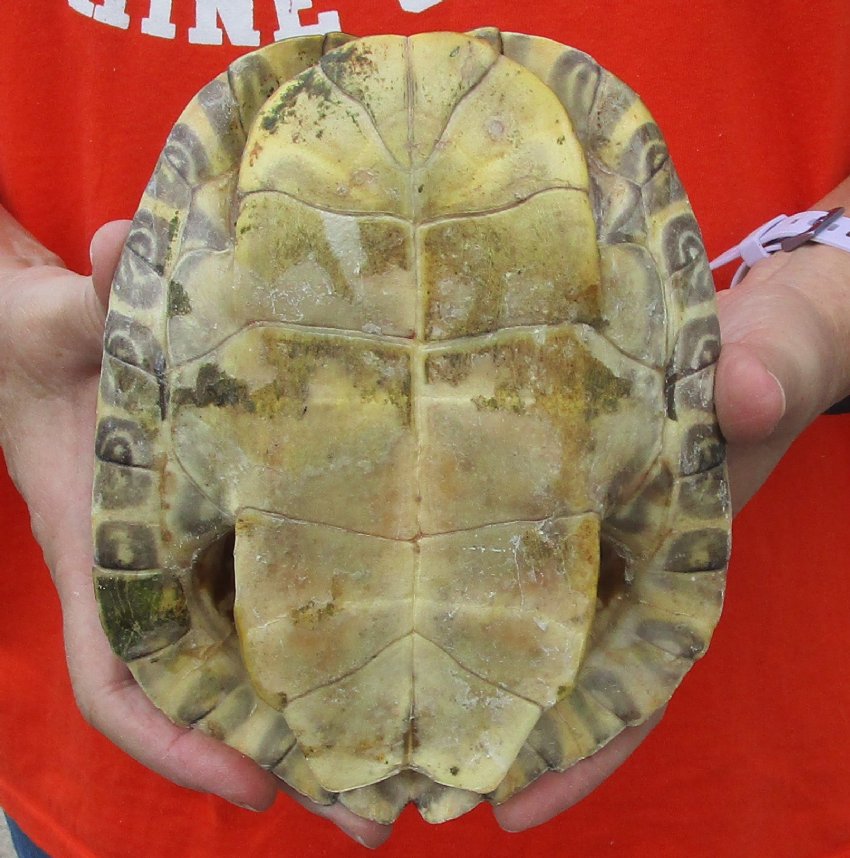 7-3/8 inch River Cooter Turtle Shell for sale.