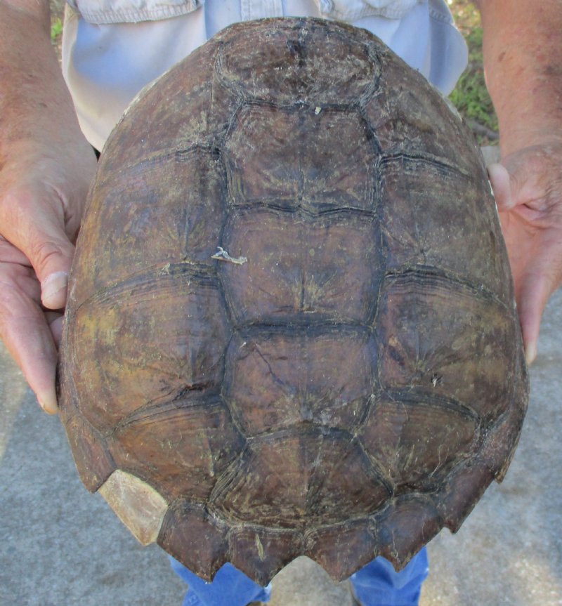 10-1/4 inch long Snapping Turtle Shell