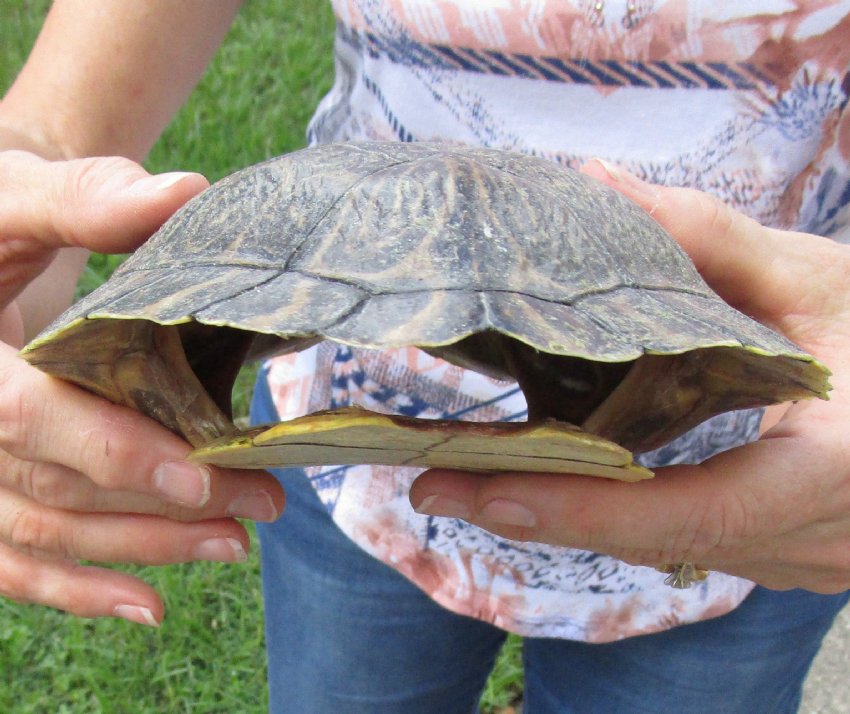 8-3/4 inch River Cooter Turtle Shell for sale.