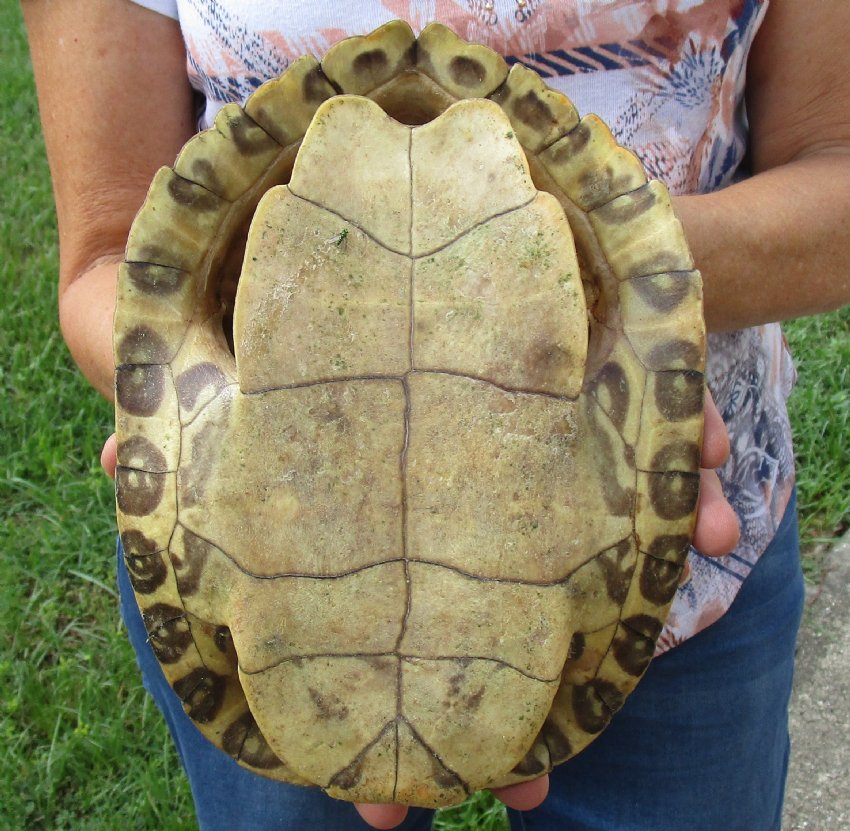 8-3/4 inch River Cooter Turtle Shell for sale.