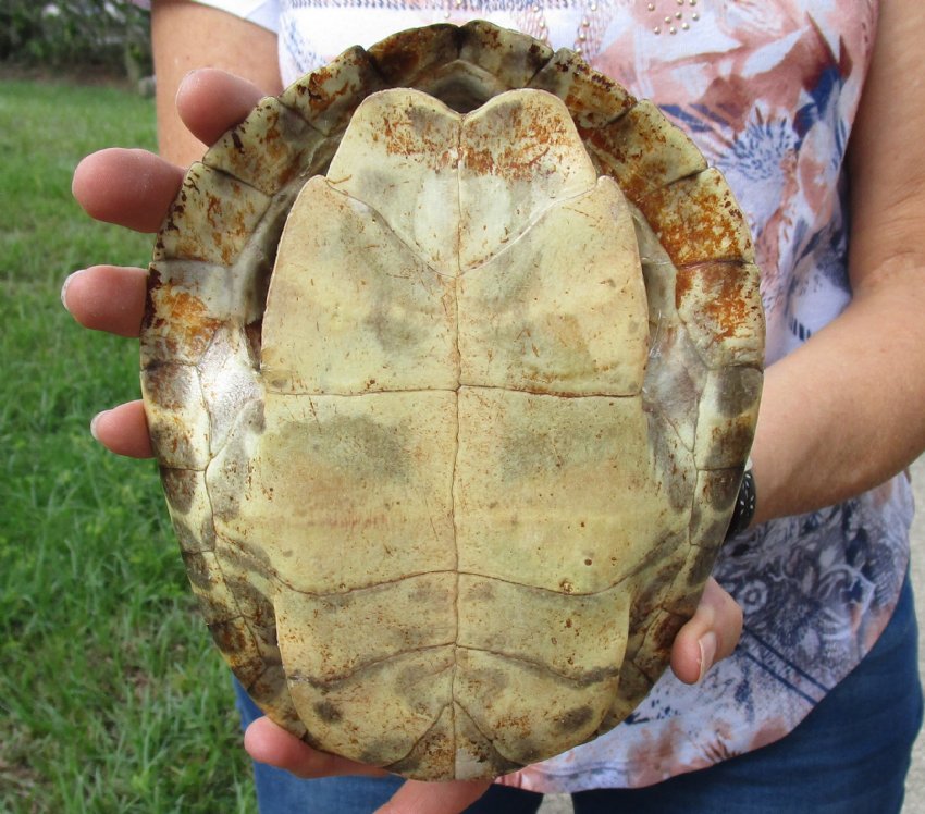 8 inch River Cooter Turtle Shell for sale.