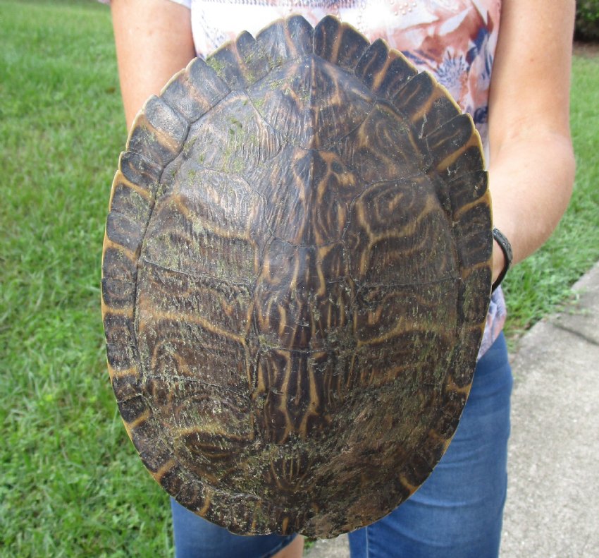 8-1/2 inch River Cooter Turtle Shell for sale.