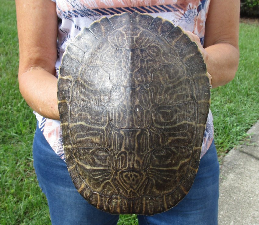 8 inch River Cooter Turtle Shell for sale.