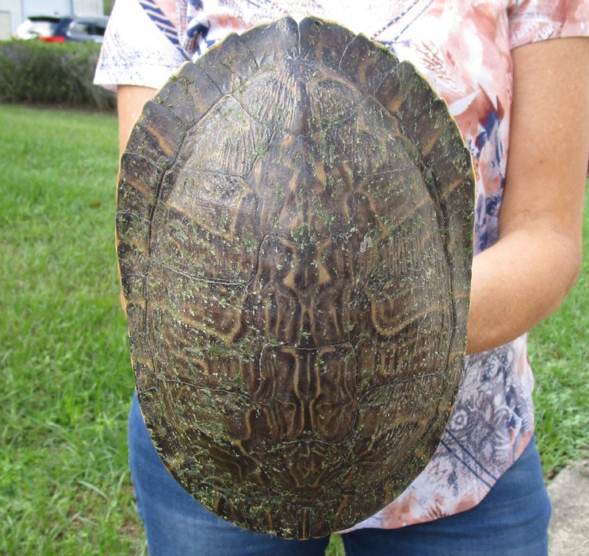 8-1/2 inch River Cooter Turtle Shell for sale.