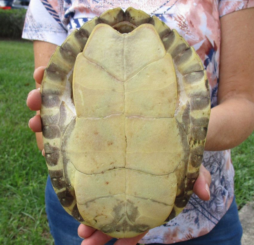 8-1/2 inch River Cooter Turtle Shell for sale.