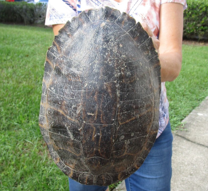 10-3/4 inch River Cooter Turtle Shell for sale.