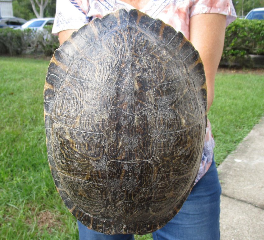 10-1/4 inch River Cooter Turtle Shell for sale.