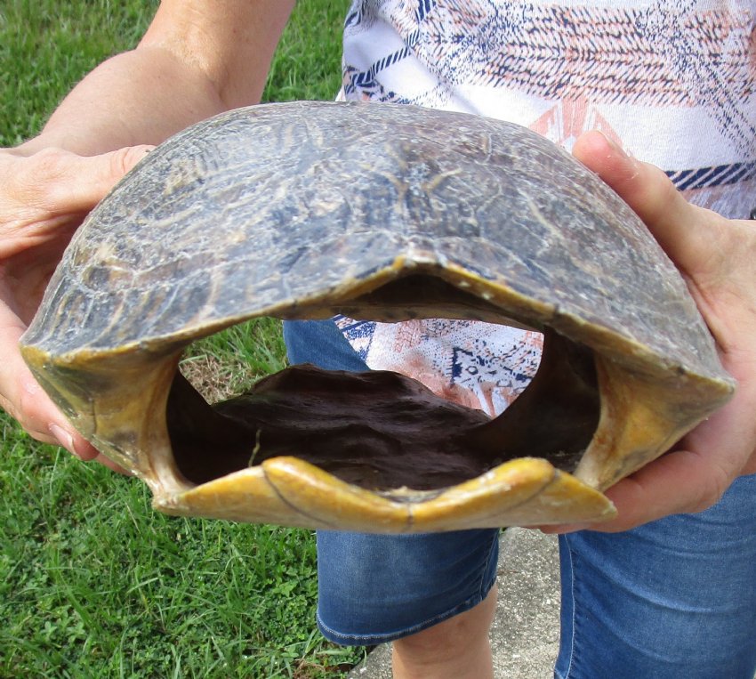 10-1/4 inch River Cooter Turtle Shell for sale.