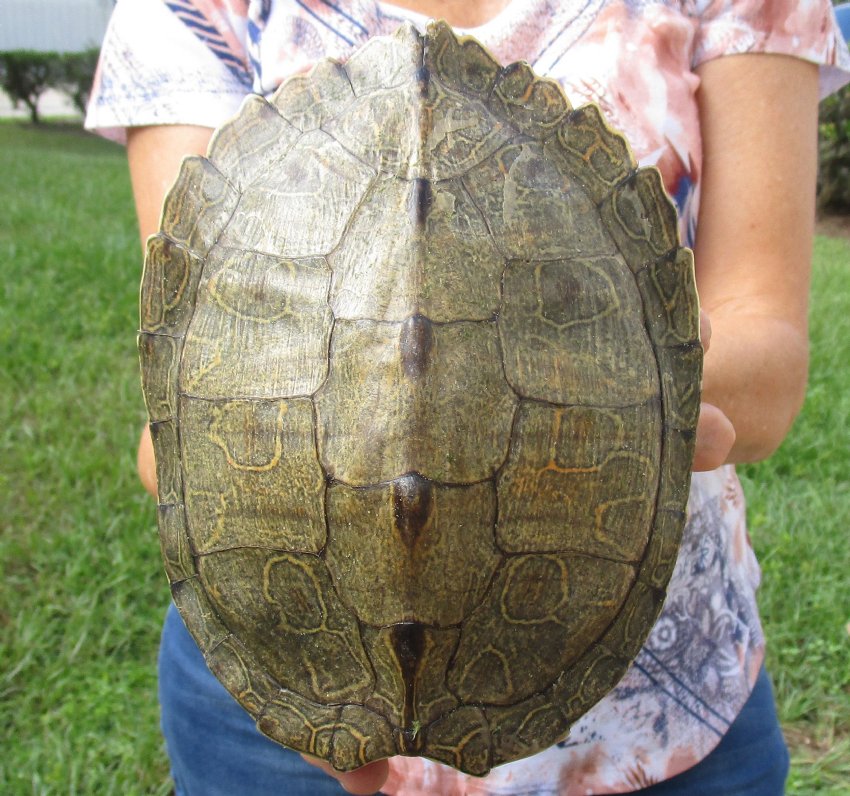 7-1 2 Inch Long Empty Map Turtle Shell For Sale