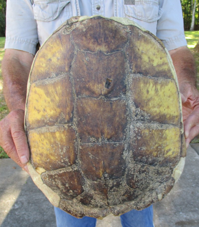 12-1/2 inch long Snapping Turtle Shell