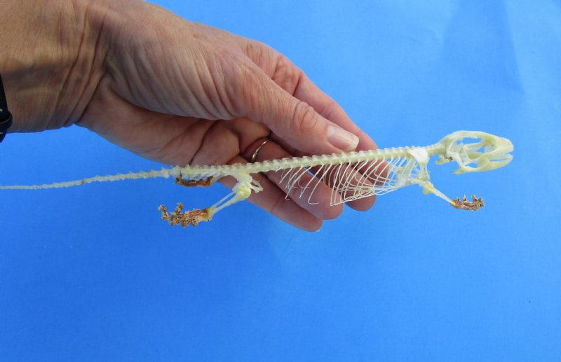 9-3/4 inches long Tokay Gecko Skeleton (Gekko gecko)