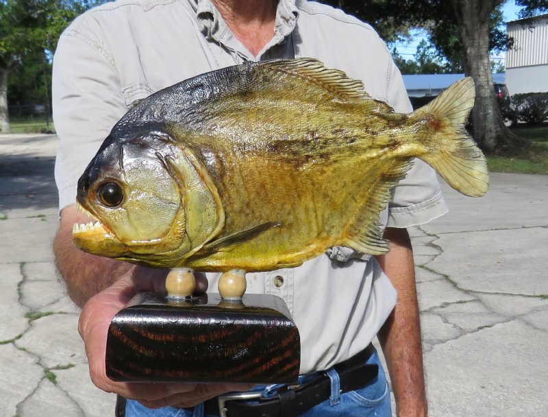 77/8 inches long taxidermy piranha fish for sale 49.99