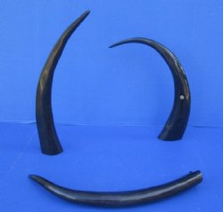 21 to 24 inches Black Polished Water Buffalo Horns <font color=red> Wholesale</font> - 8 @ $12.00 each