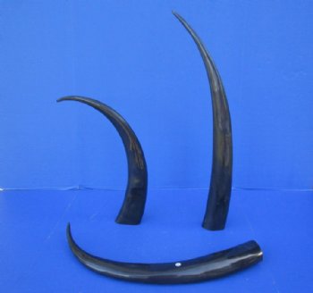 25 to 29 inches Polished Black Buffalo Horns <font color=red> Wholesale</font> - 7 @ $14.25 each