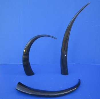 25 to 29 inches Polished Black Buffalo Horns <font color=red> Wholesale</font> - 7 @ $14.25 each