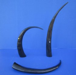25 to 29 inches Polished Black Water Buffalo Horns <font color=red> Wholesale</font> - 7 @ $14.25 each