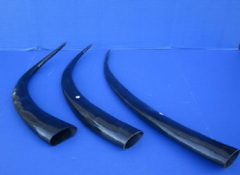 25 to 29 inches Polished Black Water Buffalo Horns <font color=red> Wholesale</font> - 7 @ $14.25 each