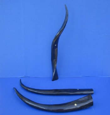 30 to 34 inches Long Black Polished Water Buffalo Horns <font color=red> Wholesale</font> - 6 @ $19.00 each