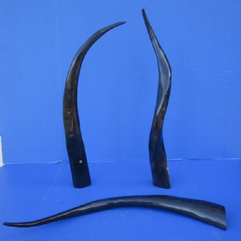 30 to 34 inches Long Black Polished Buffalo Horns <font color=red> Wholesale</font> - 6 @ $19.00 each