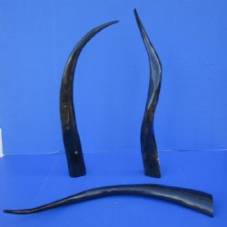 30 to 34 inches Long Black Polished Water Buffalo Horns <font color=red> Wholesale</font> - 6 @ $19.00 each