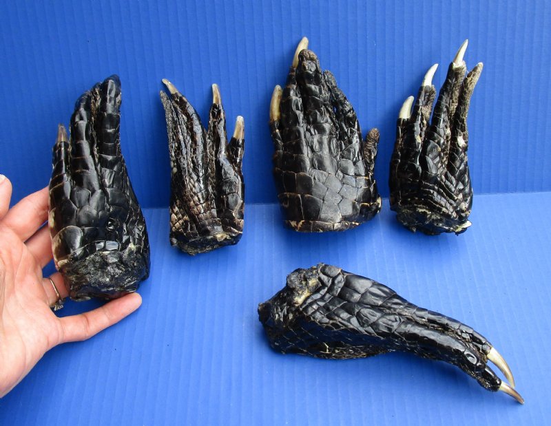 5 to 5-7/8 inches Large Preserved Florida Alligator Feet for Sale for ...