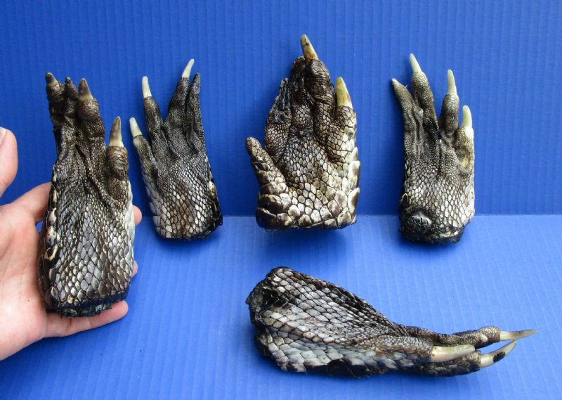 5 to 5-7/8 inches Large Preserved Florida Alligator Feet for Sale for ...